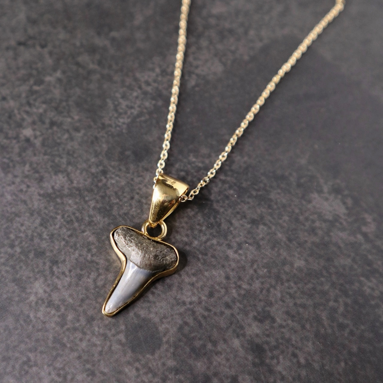 Fossilized Shark Tooth