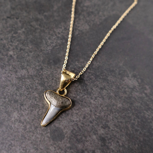 Fossilized Shark Tooth