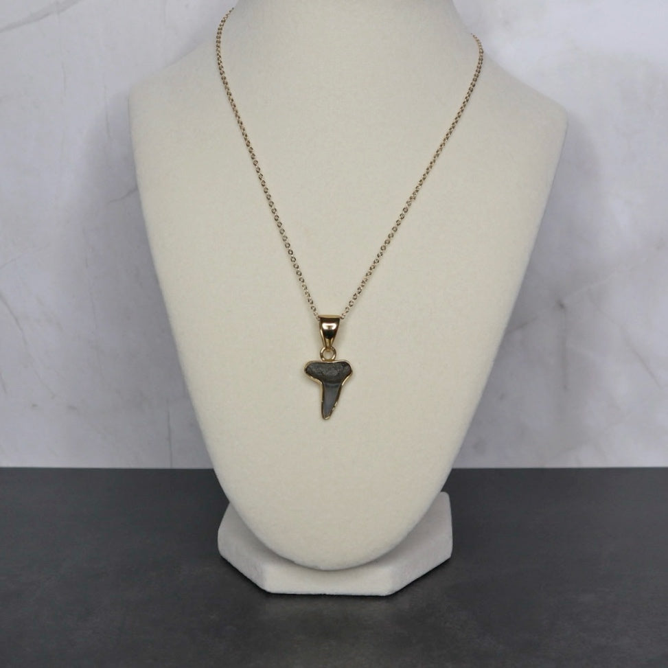 Fossilized Shark Tooth
