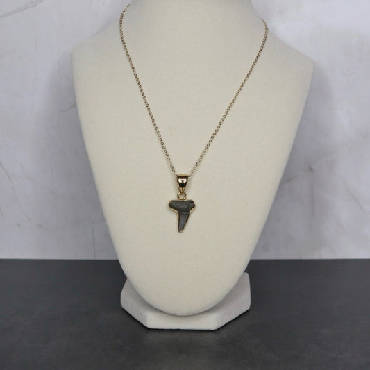 Fossilized Shark Tooth